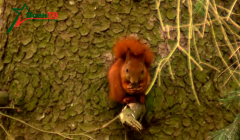 Посадка леса // Военное обозрение 13.05.2025